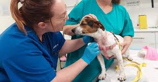 Vets